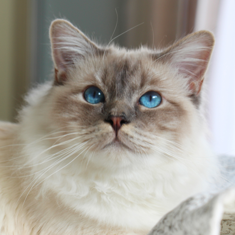 Nos chats Sacré de Birmanie Chatterie de la Roche des Dieux