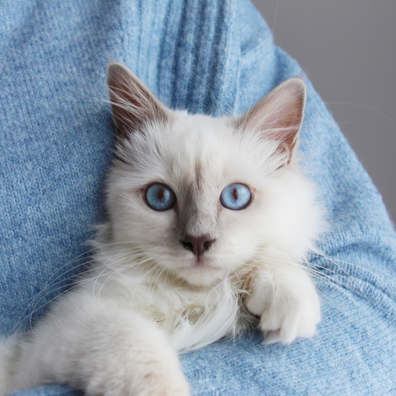 Chat aux yeux bleus