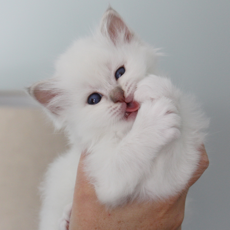 Chaton sacre de birmanie bordeaux