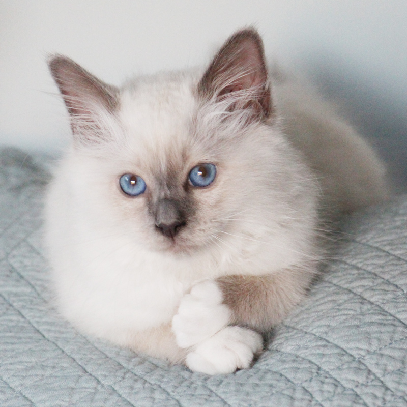 Chaton sacré de birmanie blue point 11 semaines