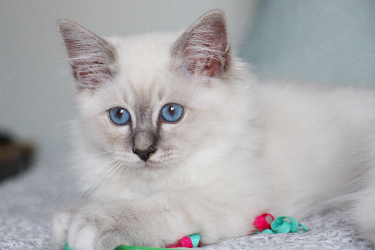 Photos de Sacrés de Birmanie - Chatterie de la Roche des Dieux