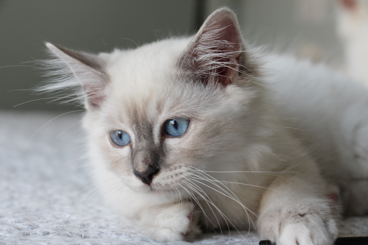 Photos de Sacrés de Birmanie - Chatterie de la Roche des Dieux