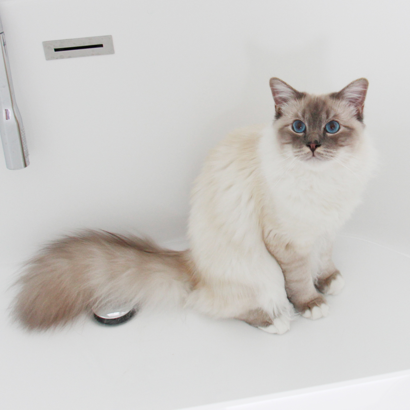 Nos chats Sacré de Birmanie Chatterie de la Roche des Dieux